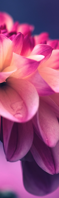 Detail closeup of a flower